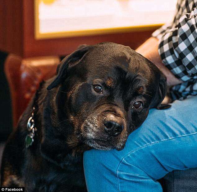 The shooter also shot Ted's rottweiler (pictured) dead in the couple's bedroom